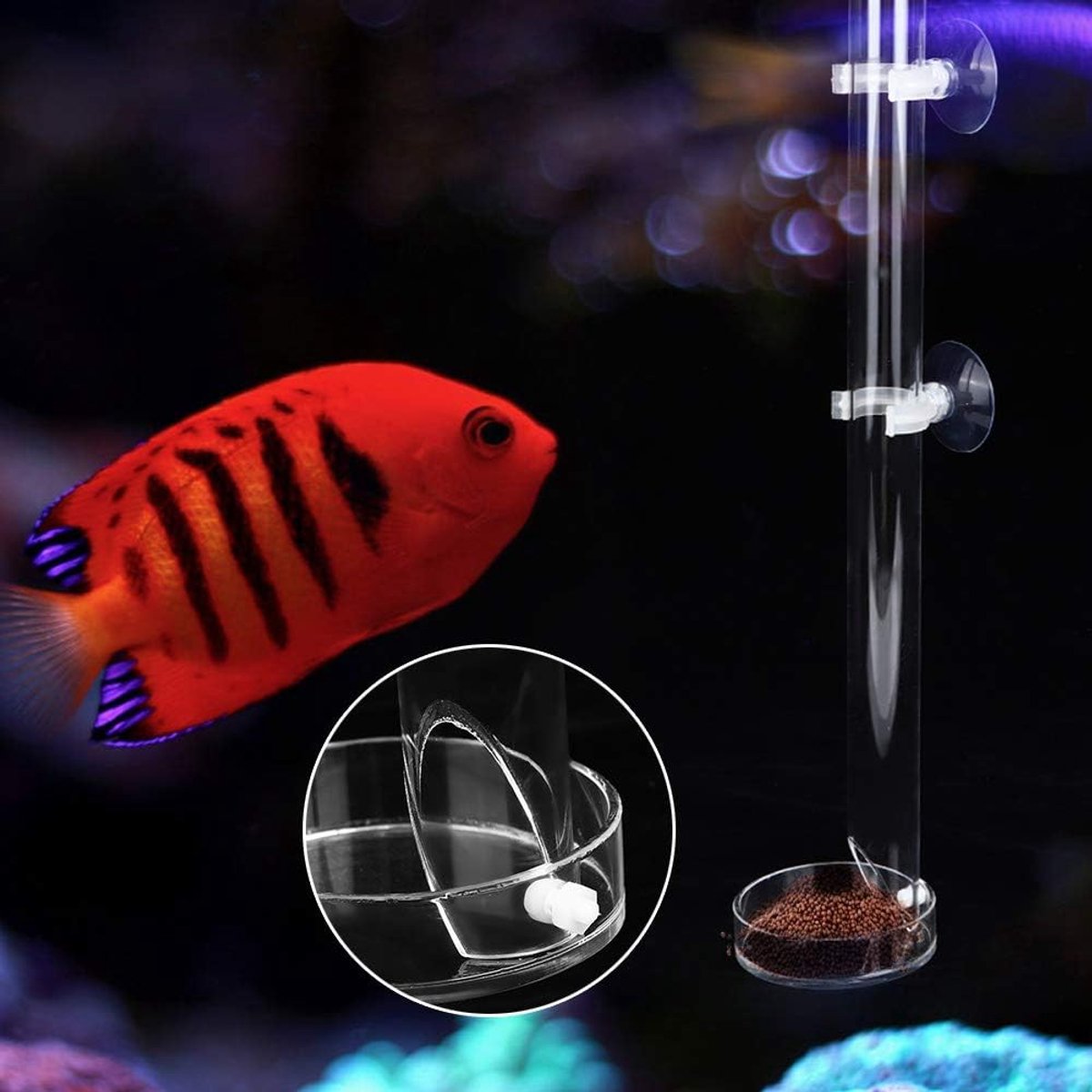 SnelShoppen - Transparante Voedingsbuis voor Vissen en Garnalen - Duurzaam Acryl - Aquarium Voederplaat met Zuignap - Geschikt voor Tropische Vissen,