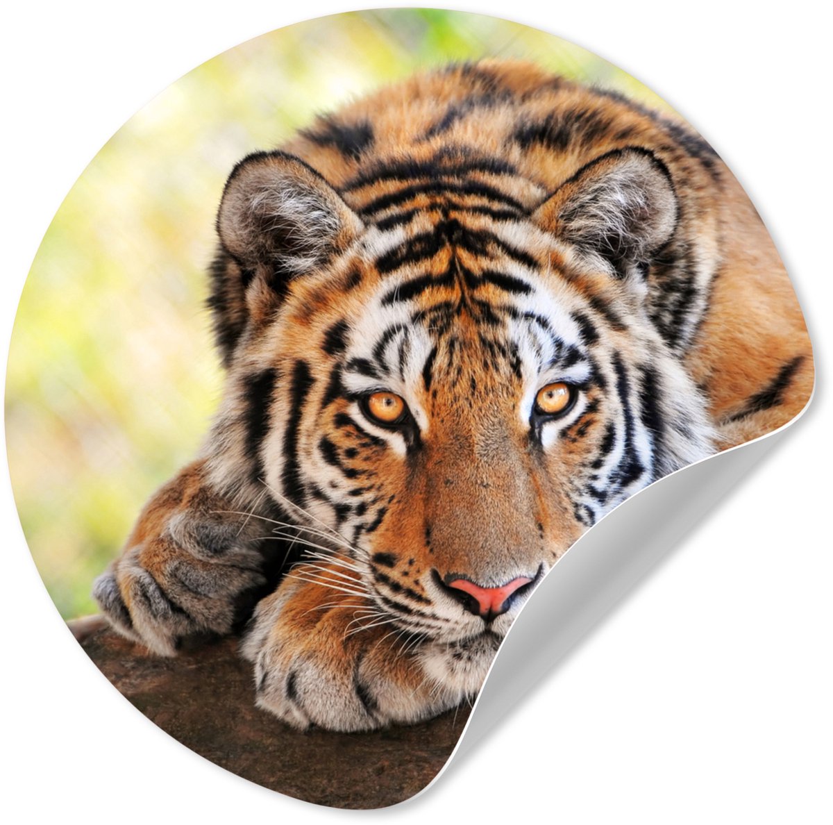 WallCircle® - Behangcirkel 120x120 cm - Muurstickers Jonge tijger ligt op een boomstam - M