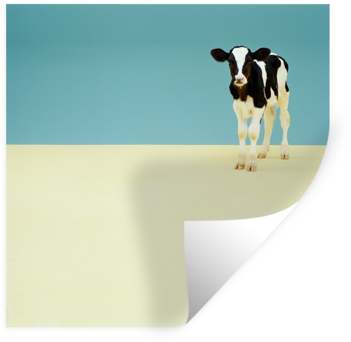 Muurstickers - Sticker Folie - Koe - Kalf - Friesland - 80x80 cm - Plakfolie - Muursticker