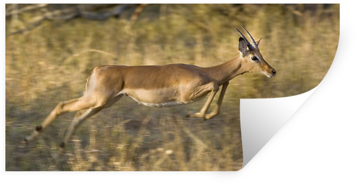 Muurstickers - Sticker Folie - Gazelle - Dieren - Spring - 80x40 cm - Plakfolie - Muurstic