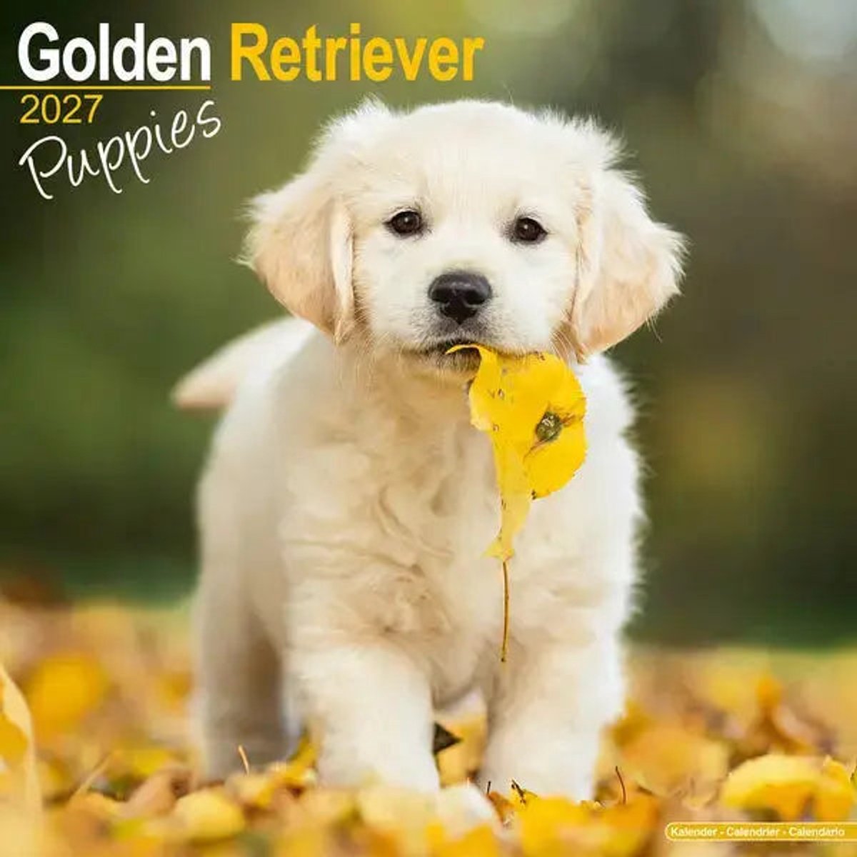 Golden Retriever Kalender Puppies 2027