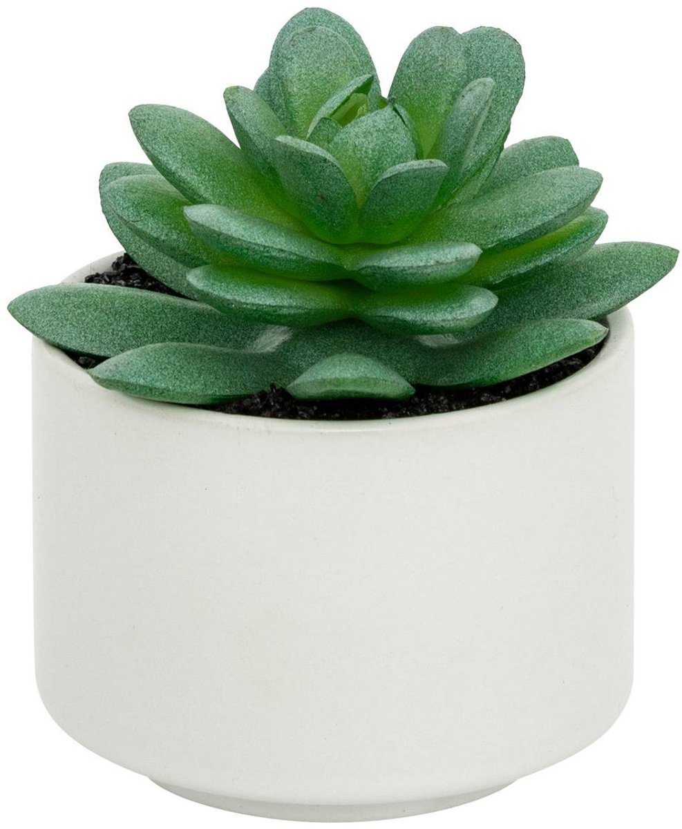Vetplant in pot ANDA