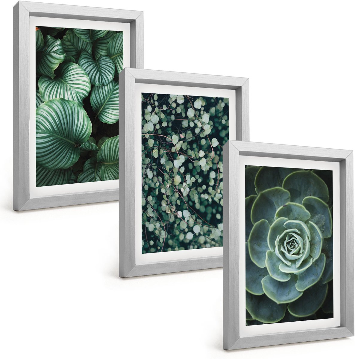 Tulup 4-Delige Schilderij Set - Groene bladplanten en stijlvolle vetplanten - 20 x 30 cm - Decoratieve Schilderijen - Woonkamer - Interieur - Muurdecoratie