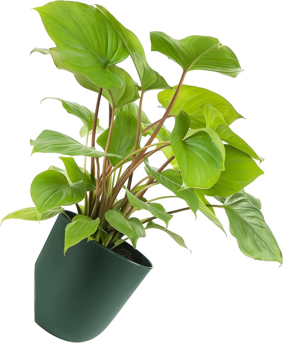QUVIO Indoor and Outdoor Flower Pot, Plant Pot for Garden, Balcony, Wall Plant Pot, Pot for Kitchen, Bedroom, Living - ShopVlot