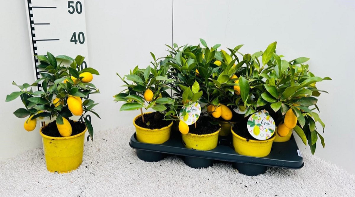 JUNAVERA Citrus x floridana (limequat) | 35 cm hoog | in 14 cm pot | mediterrane kuipplant met geurige bloesem