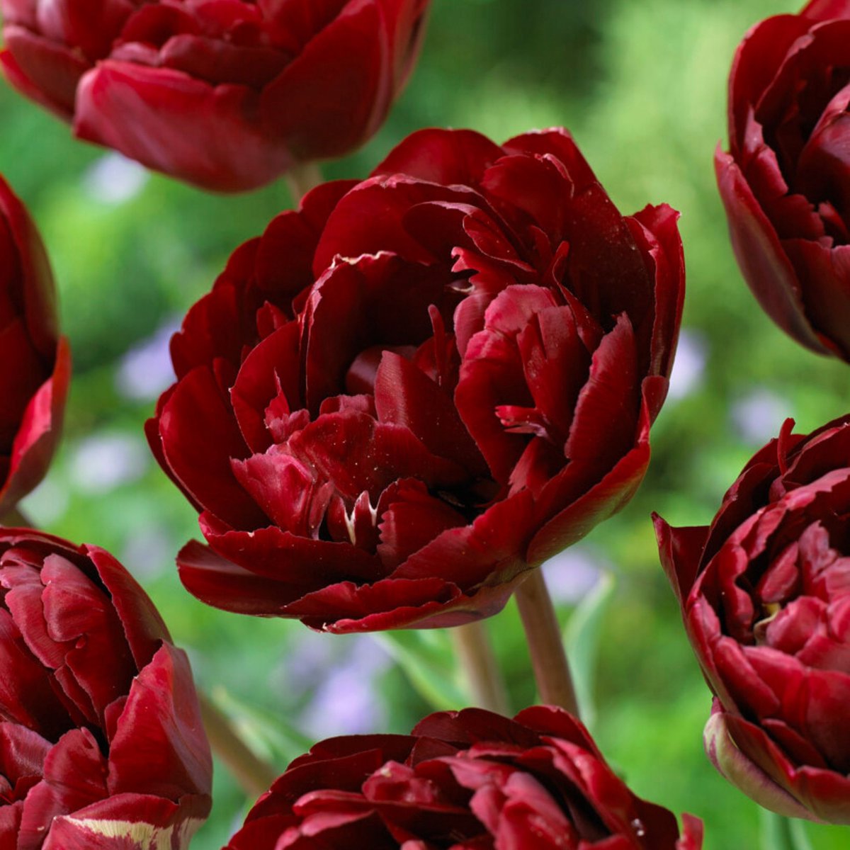 Tulp Uncle Tom - Tulipa - Snijbloemen - Voorjaarsbollen - bloeit in April / Mei