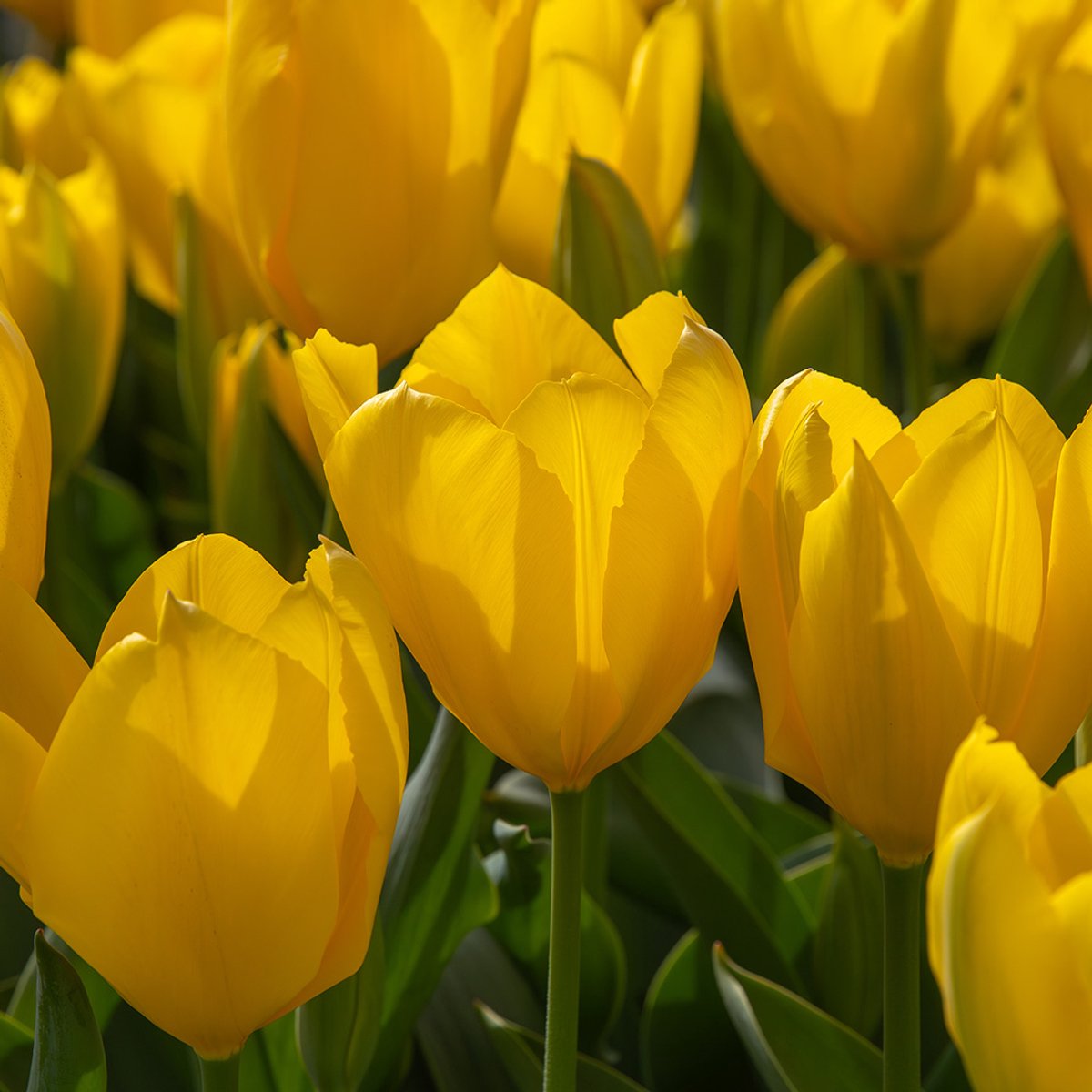 Tulp Golden Purissima | 10 stuks | Fosteriana | Geel | Tulpenbollen