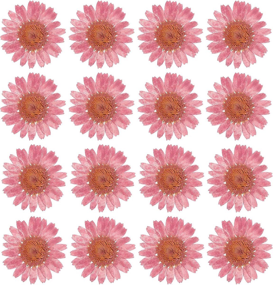 Gedroogde geperste madeliefjes, natuurlijke madeliefjes voor doe-het-zelf handwerk, huisdecoratie, nageldecoratie, roos, kersenbloesem