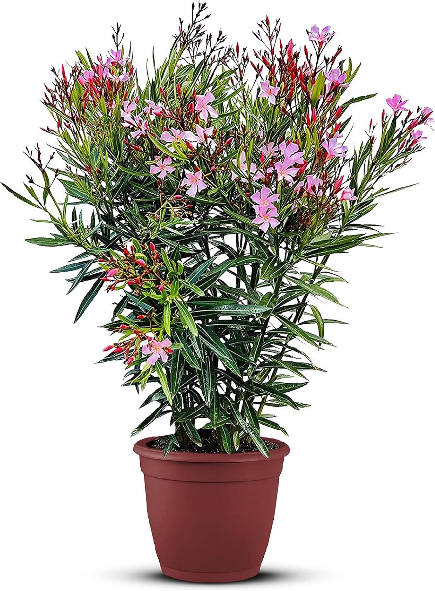 Oleanderplant 100-120 cm - winterharde groenblijvende plant - roze bloemen - hitte- en droogtebestendig - ShopVlot