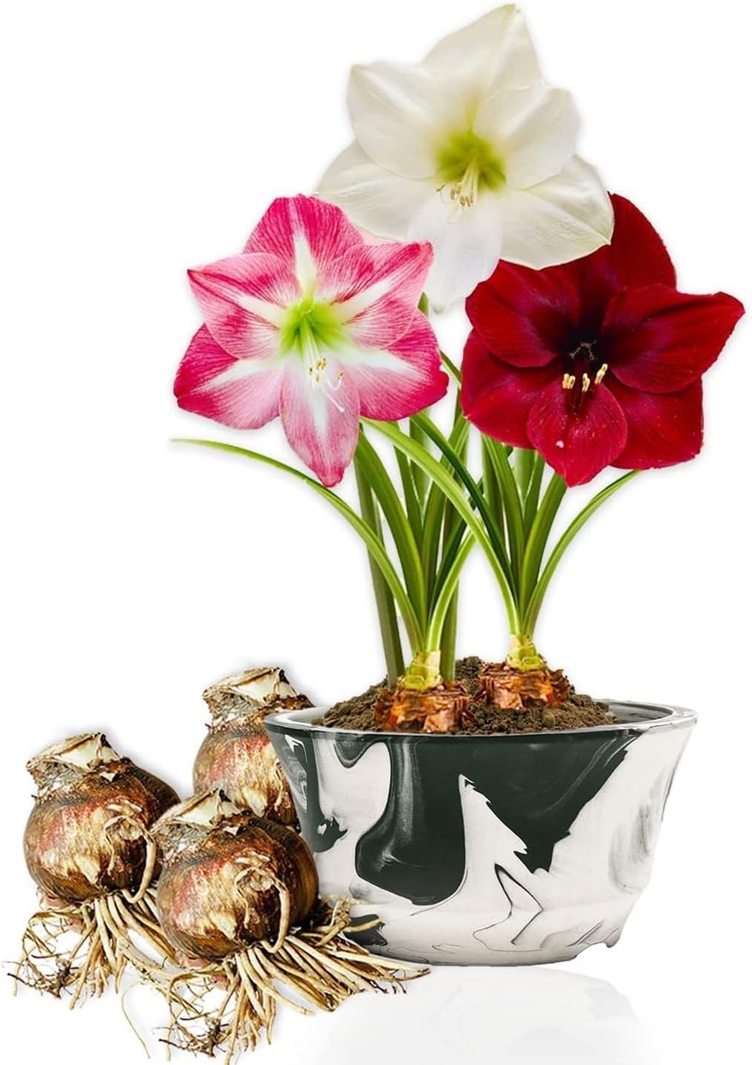 Amaryllis bolletjes grote maat 26/28 cm - exclusieve mix - echte Hippeastrum - eenvoudig te verzorgen - ShopVlot