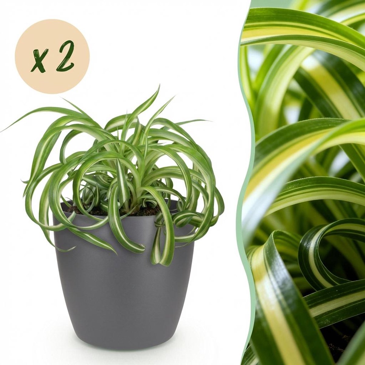 Kamerplant - Chlorophytum comosum Bonnie - Krullende Graslelie - Huisdiervriendelijke Plant - Groen - 2 Planten - met Potter Grijs - Pot 12cm - Hoogte 20cm
