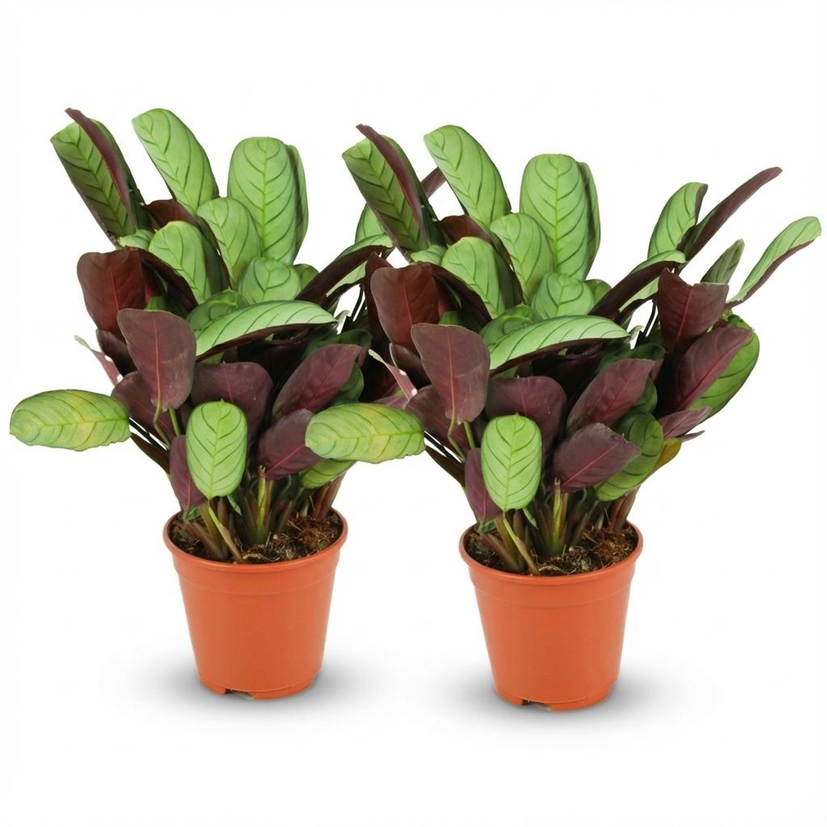 Ctenanthe Amagris - 2 Stuks - Ø 14 cm - Hoogte: 25 - 35 cm