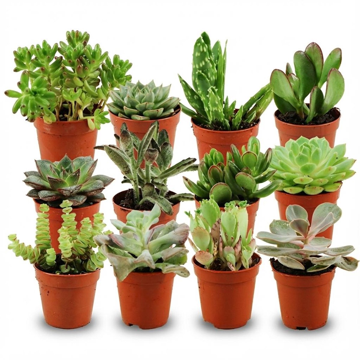 Mini Succulenten Mix - 12 Stuks - Ø 5,5 cm - Hoogte: 5-10 cm