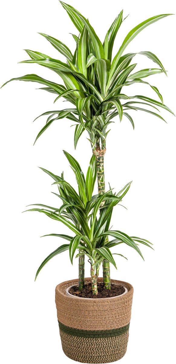 Dracaena Deremensis White Stripe met mand Ø21cm - 90 - 110cm