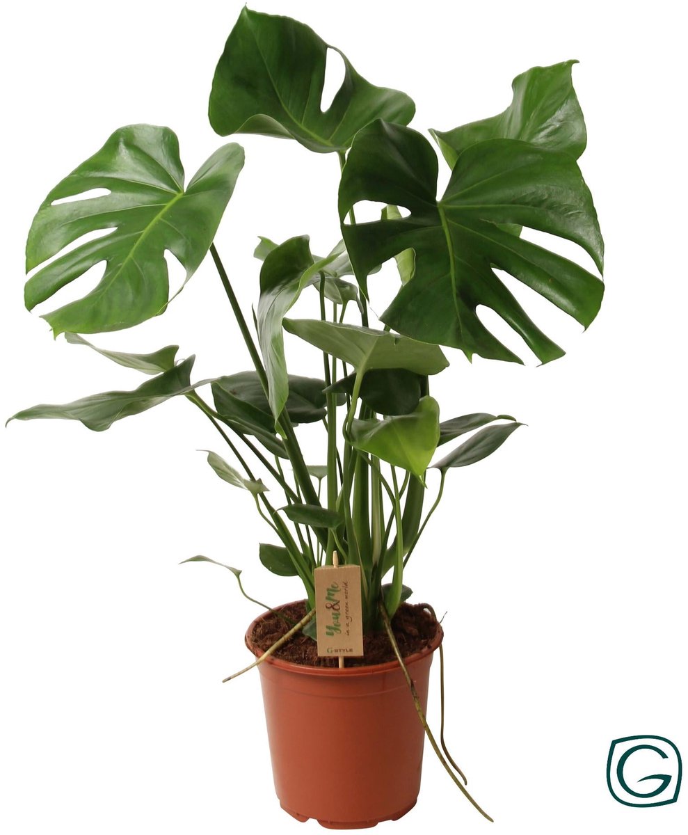 Monstera Deliciosa P21 - Ø21cm - 60cm