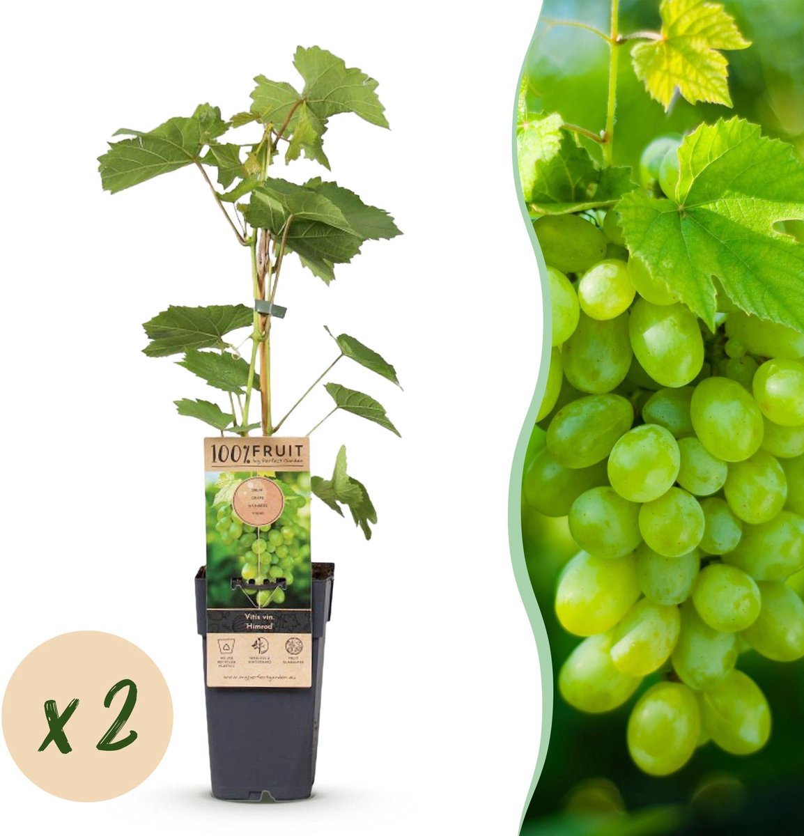 Fruitplant - Vitis vinifera Himrod - Druivenplant - Pitarm - Witte Druif - 2 Planten - Pot 15cm - Hoogte 50cm