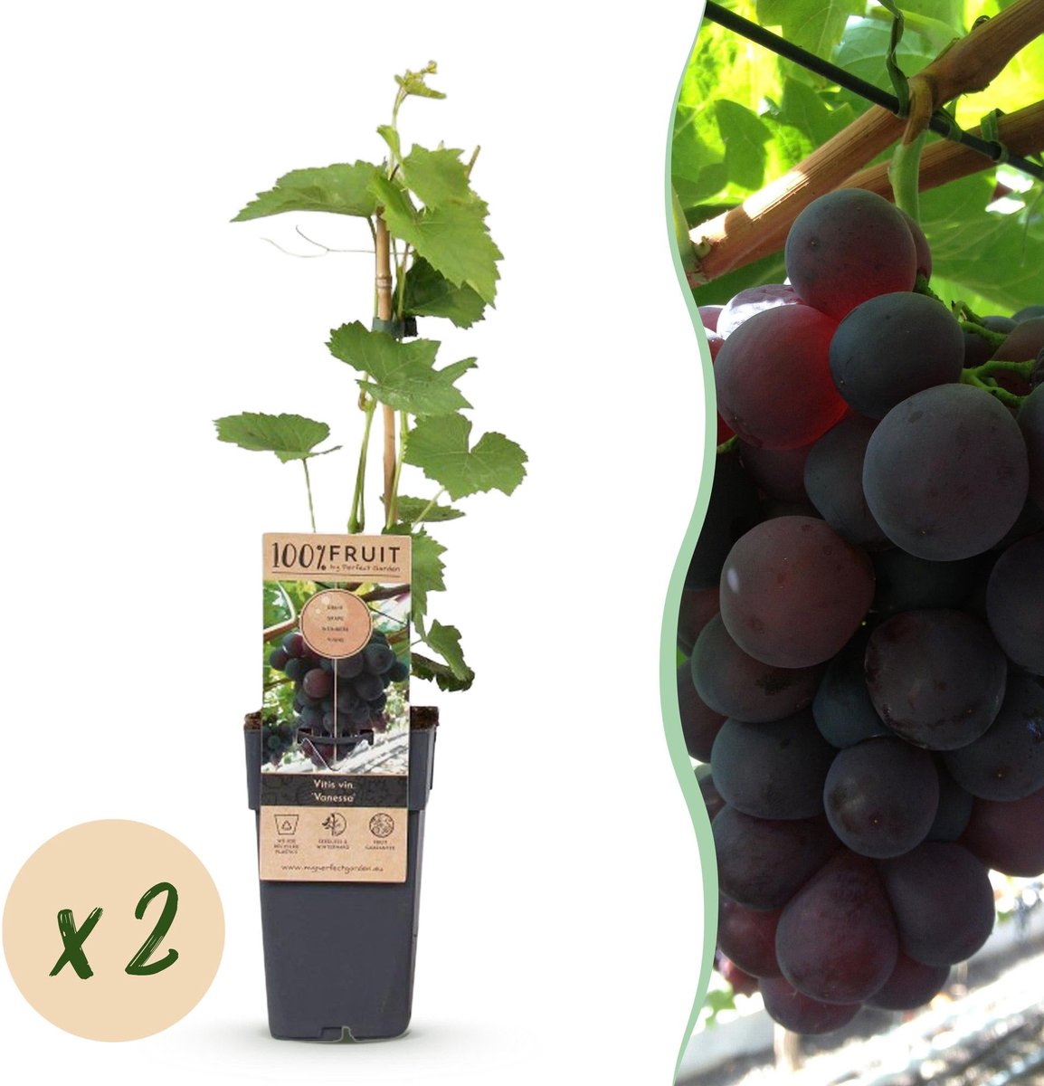 Fruitplant - Vitis vinifera Vanessa - Druivenplant - Pitarm - Blauwe Druif - 2 Planten - Pot 15cm - Hoogte 50cm