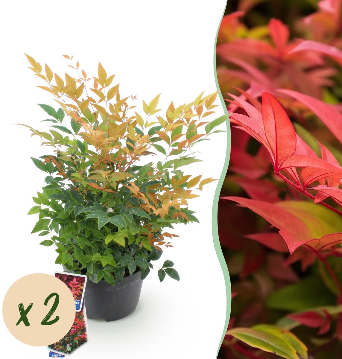 Tuinplant - Nandina Gulfstream - Oranje - 2 Planten - Groenblijvend - Weinig Onderhoud - Pot 17cm Hoogte 45cm