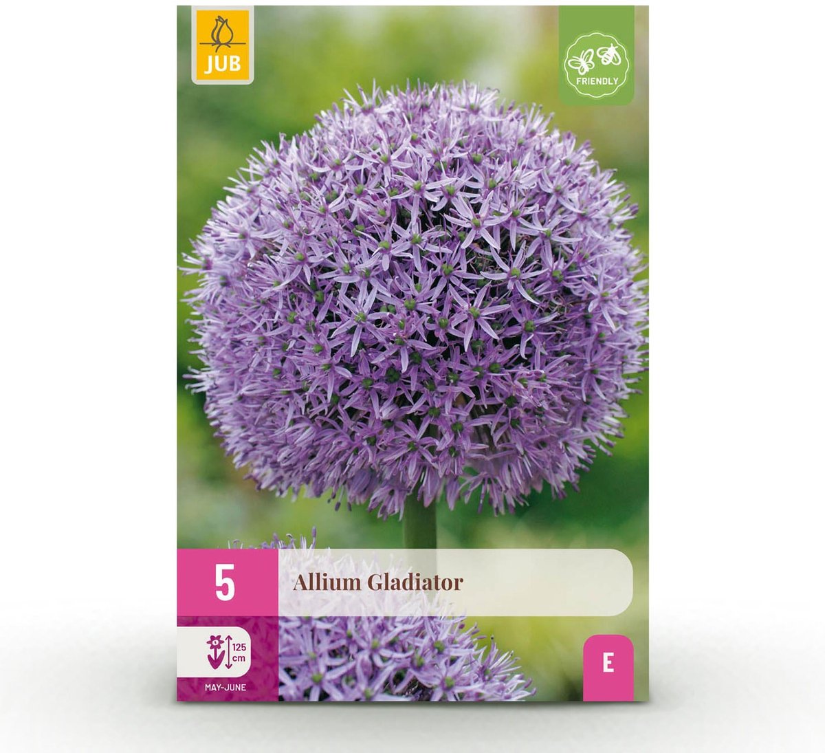 Bloembollen - Allium Gladiator - Kleur Paars - 5 stuks - Bolmaat 16/18 - XXL Pack