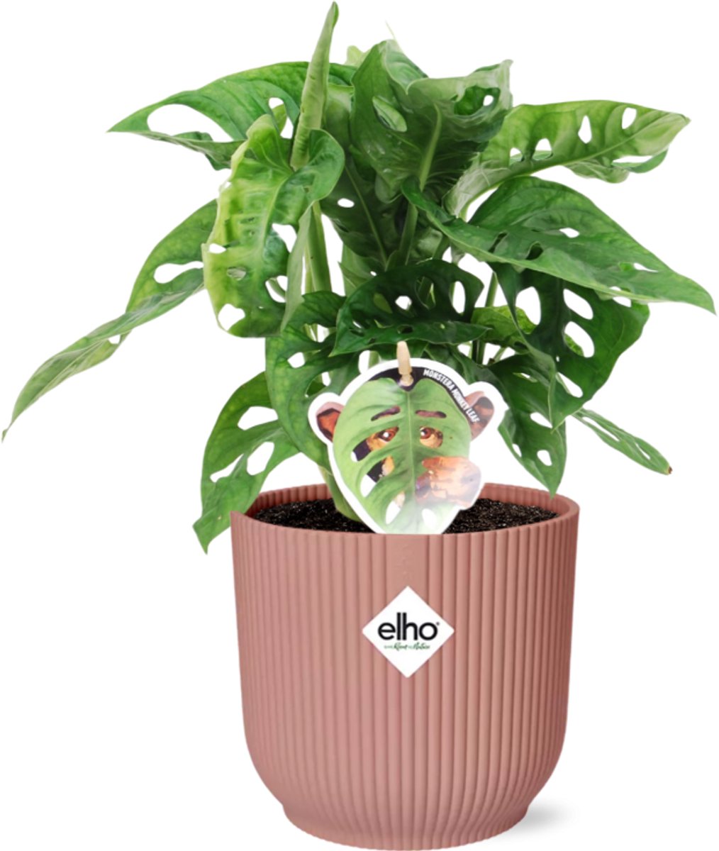 Monstera ‘Monkey Leaf’ in ELHO Vibes Fold 14cm roze