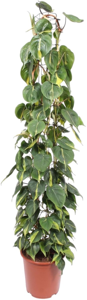 Philodendron Scandens Brasil gaasrek - 160 cm - ø27