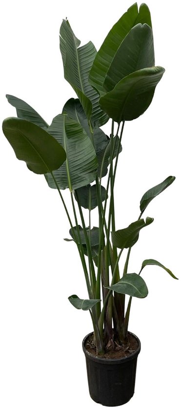 Strelitzia Nicolai XXL - 250 cm - ø34-50