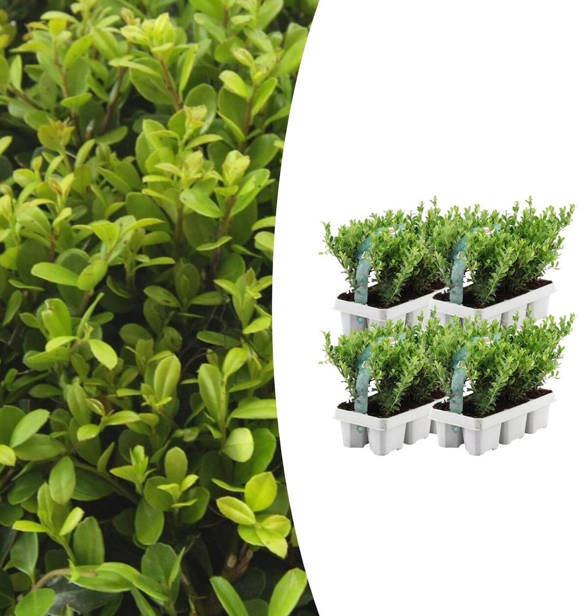 4 x 6 pack Ilex crenata 'Jenny' - Ø7 cm - 15 cm