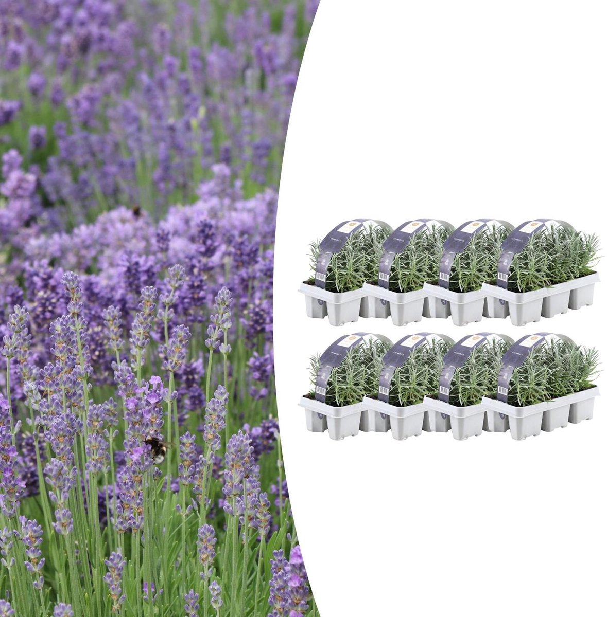 8 x 6 pack Lavendel angustifolia - Ø7 cm - 15 cm