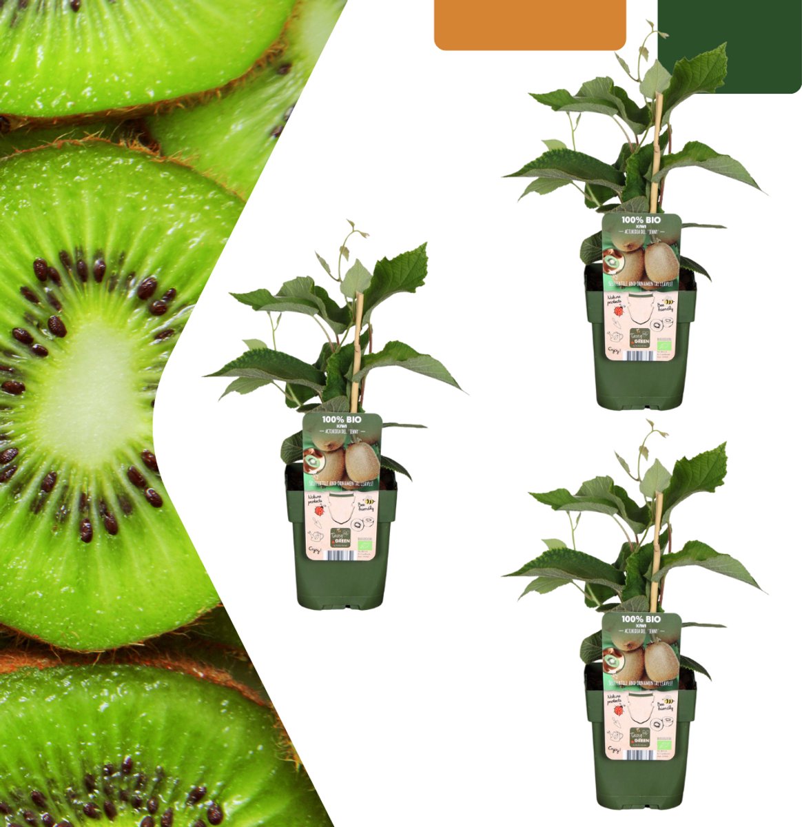 3 x Biologische kiwiplanten - Ø 13 cm - ↨ 20 cm