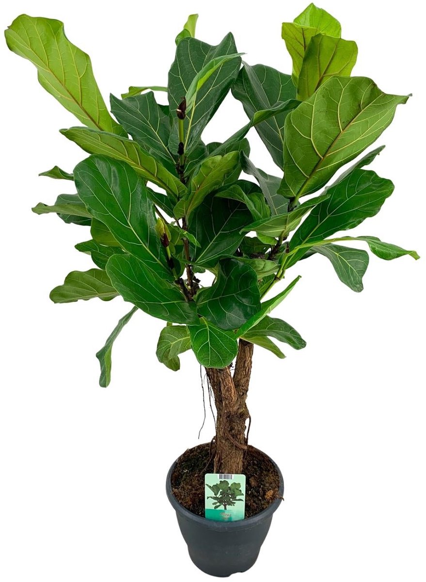 Ficus Lyrata - Ø26cm - 100cm