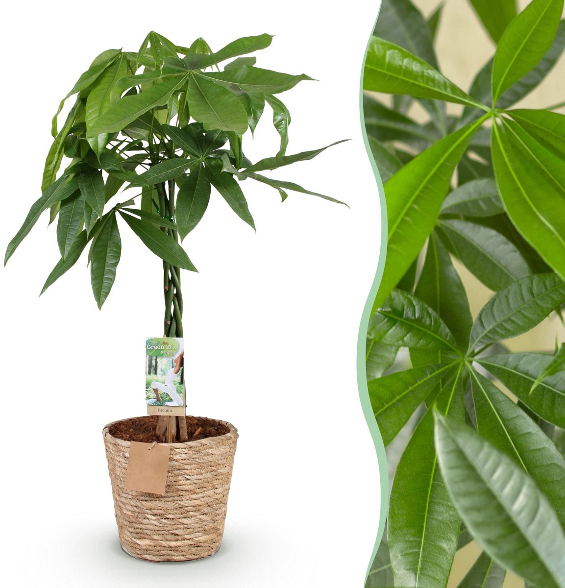 Green is... Kamerplanten - Pachira Aquatica gevlochten stam - Geldboom - Weinig onderhoud - met mand - Groen - 1 Plant - Pot 21cm - Hoogte 80-90cm