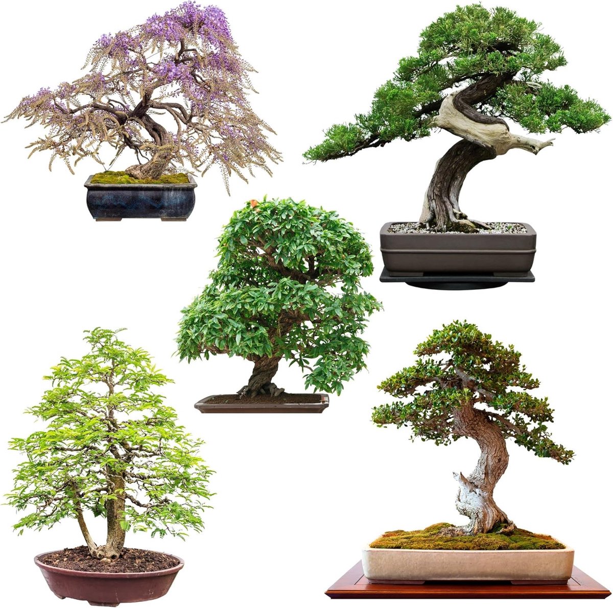 Bonsai zaden set - 5 exotische soorten - hoge kiemkracht - creëer je eigen bonsai boom - SnelShoppen