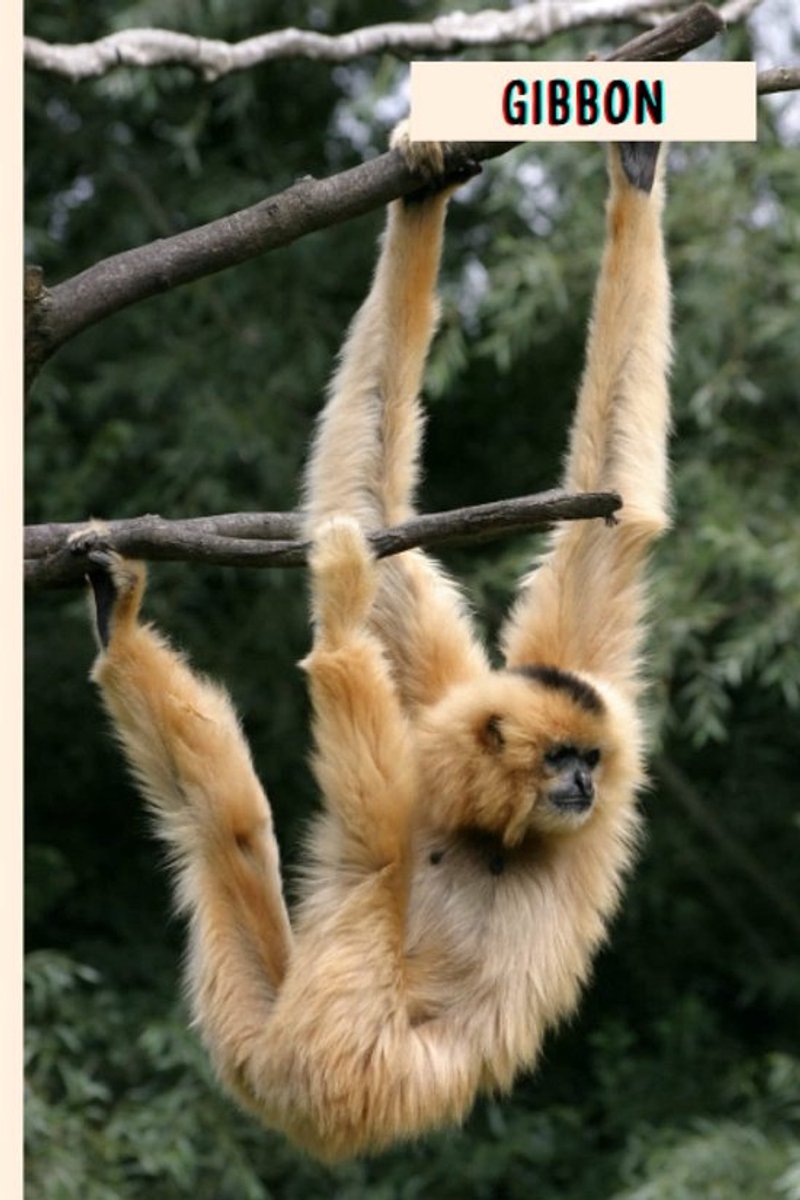Leuk Dikgedrukt Notitieboek voor Liefhebbers van Gibbon Apen Cadeau