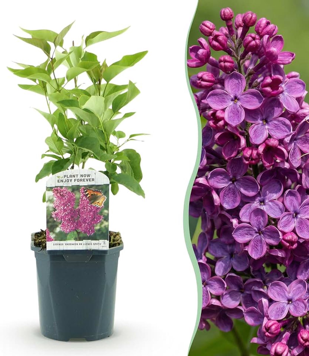 Vulgaris Ludwig Spath - Gewone Sering - Winterhard - Paars - 35-45cm - Ø17cm - Tuinplant