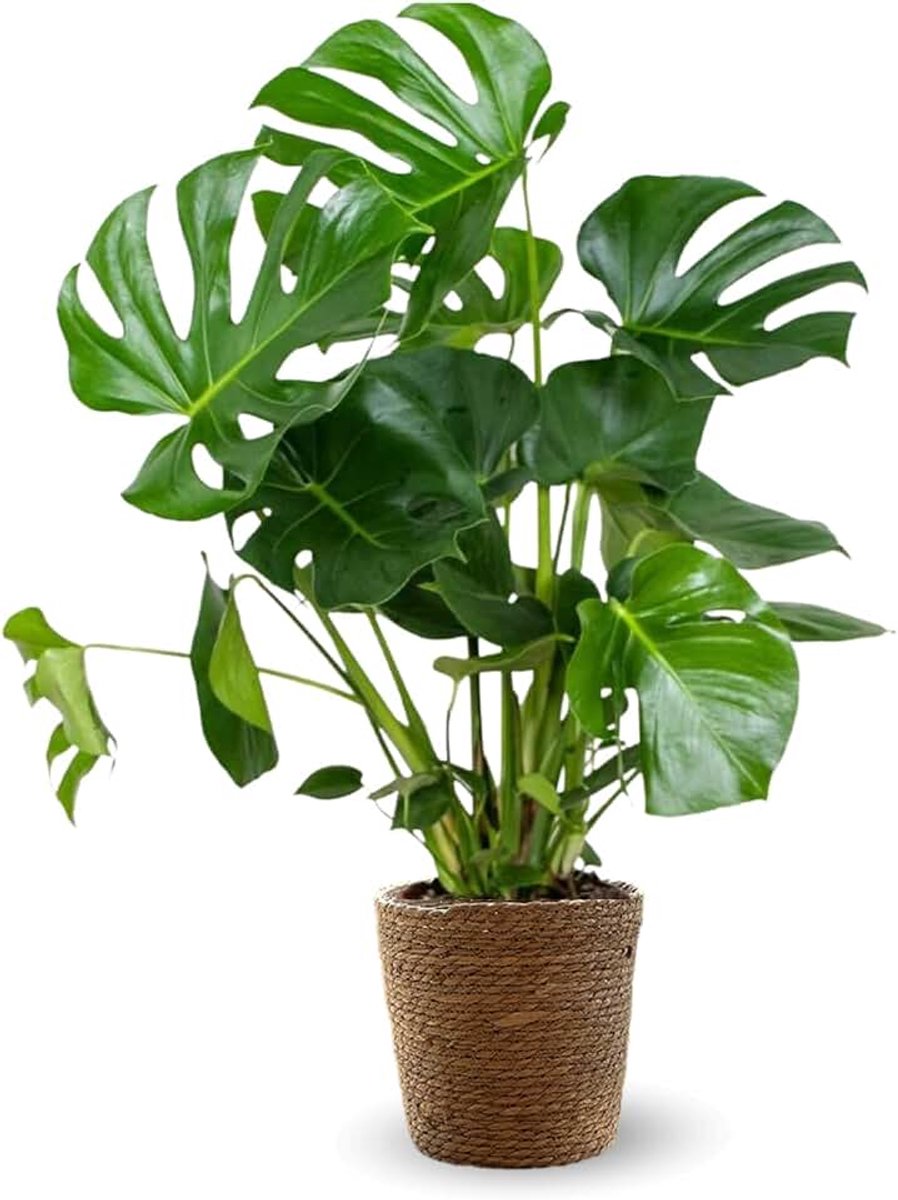 Jardin - Monstera deliciosa met zeegras mand - gatenplant - luchtreiniger - 80-90 cm - ø 22 cm - kamerplant