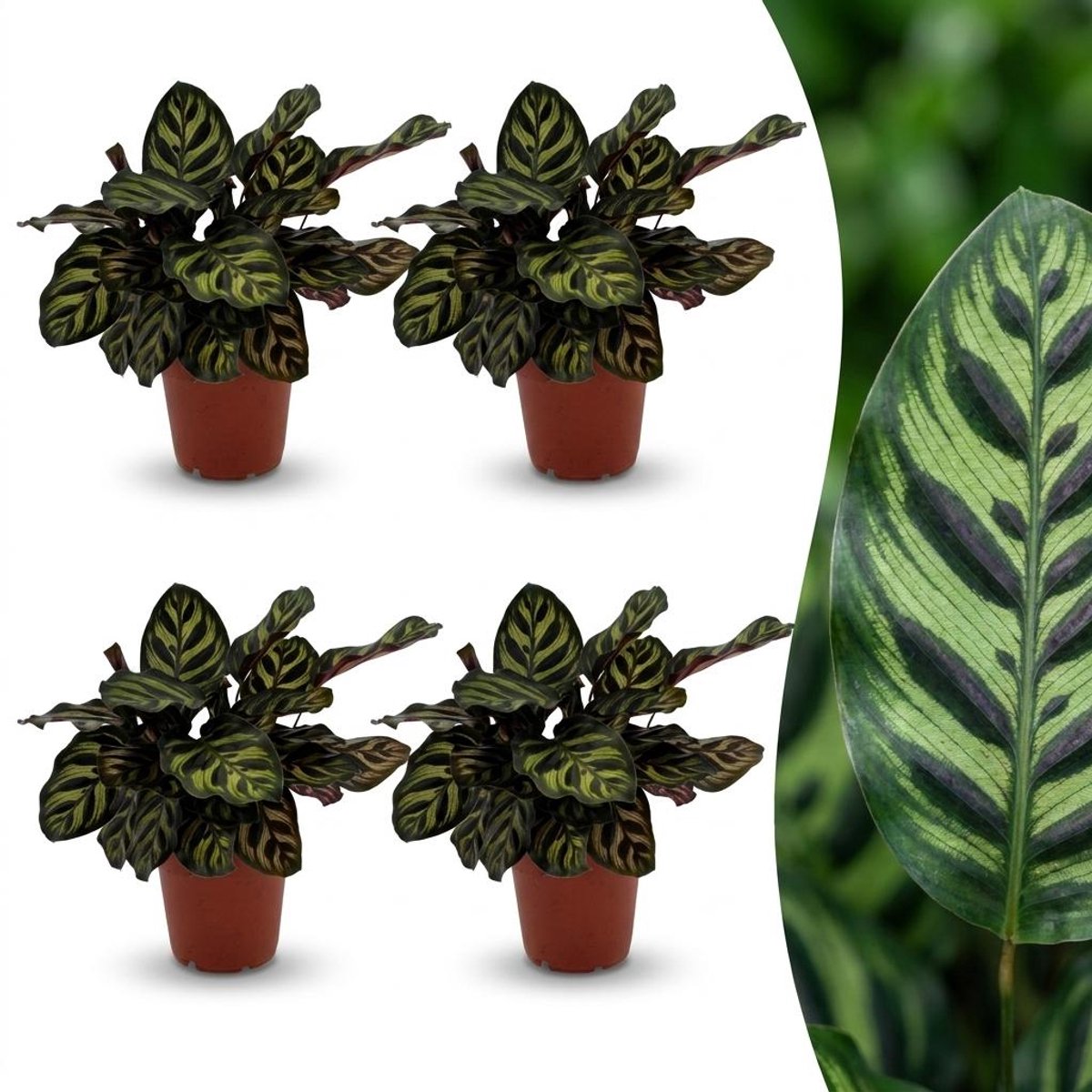 Plantenboetiek.nl | Calathea Makoyana - Pauwenplant - 4 Planten - Ø12cm - 25cm hoog