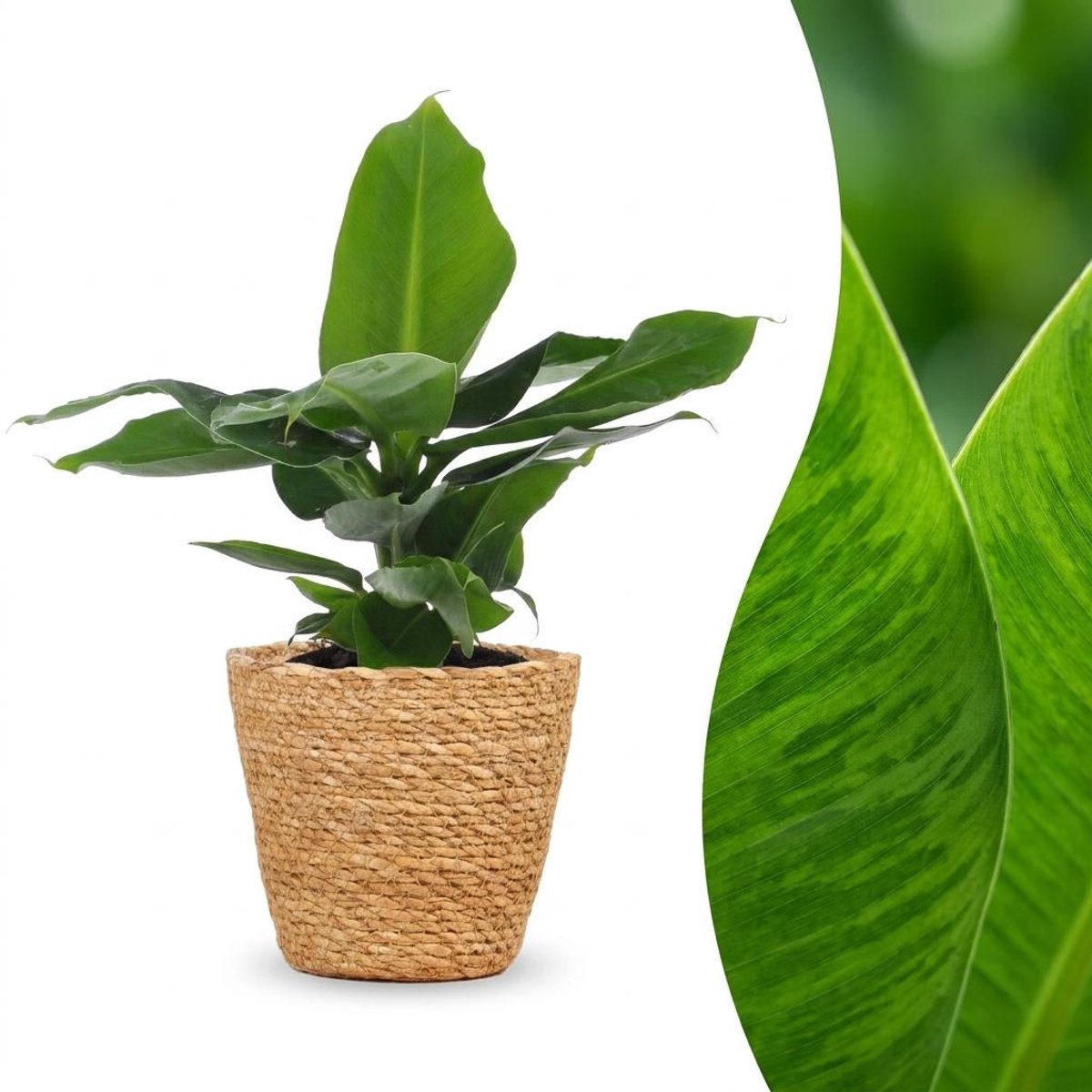 Plantenboetiek.nl | Musa Oriental Dwarf - Dwergbanaan - met Mand - Ø12cm - 30cm hoog