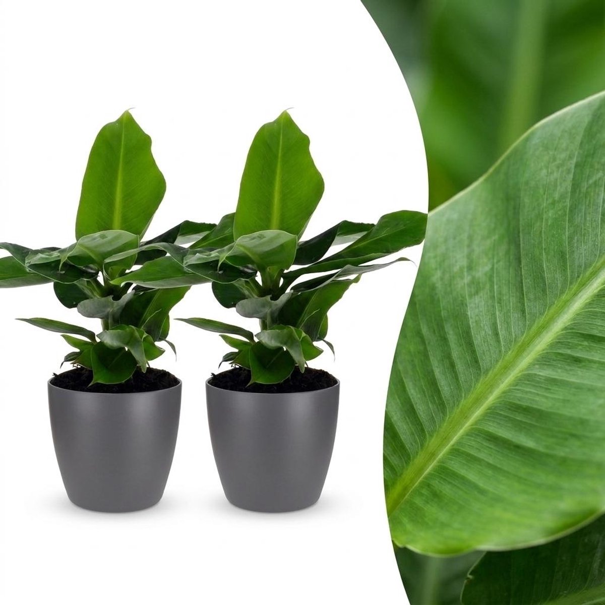 Plantenboetiek.nl | Musa Oriental Dwarf - Dwergbanaan - 2 Planten - met Potter Grijs - Ø12cm - 30cm hoog