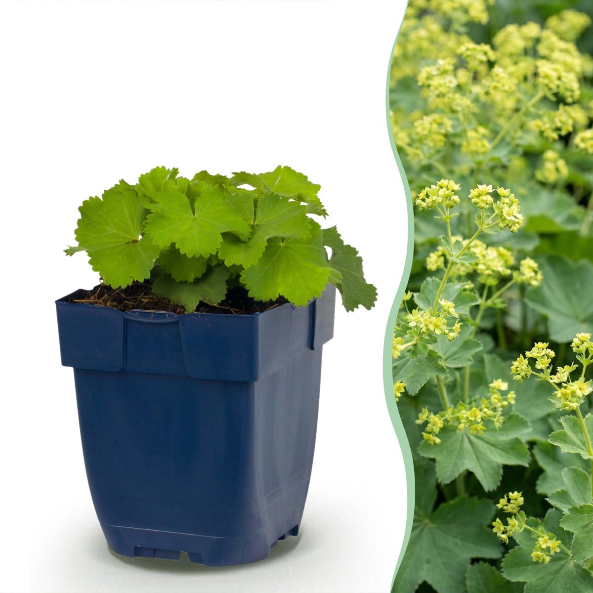 Plantenboetiek.nl | Alchemilla mollis - Vrouwenmantel - Bodembedekkend - Geel - 24 Planten - Ø11cm - 15-25cm hoog - Tuinplant
