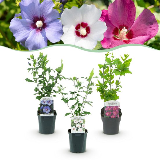 Trois jeunes plants d'hibiscus en pot, avec des étiquettes de plantes montrant des fleurs roses, blanches et bleues.