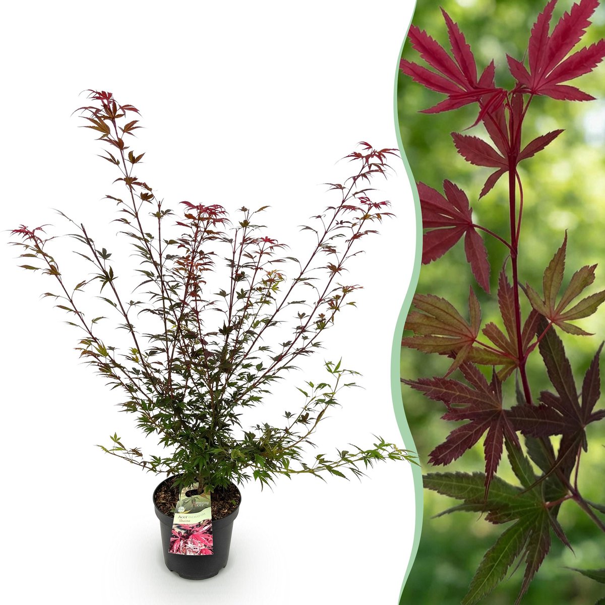 Plantenboetiek.nl | Acer palmatum Shaina - Japanse Esdoorn - Bladverliezend - Rood - Ø26cm - 80-90cm hoog - Tuinplant