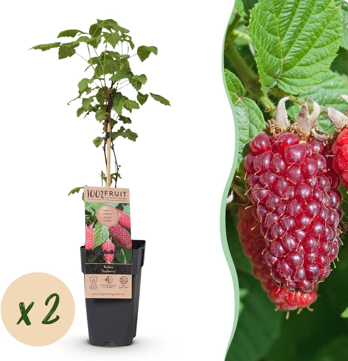 Plantenboetiek.nl | Rubus log. Tayberry - Braamboos - Winterhard - Paarse Framboos - 2 Planten - Ø15cm - 40-50cm hoog - Tuinplant