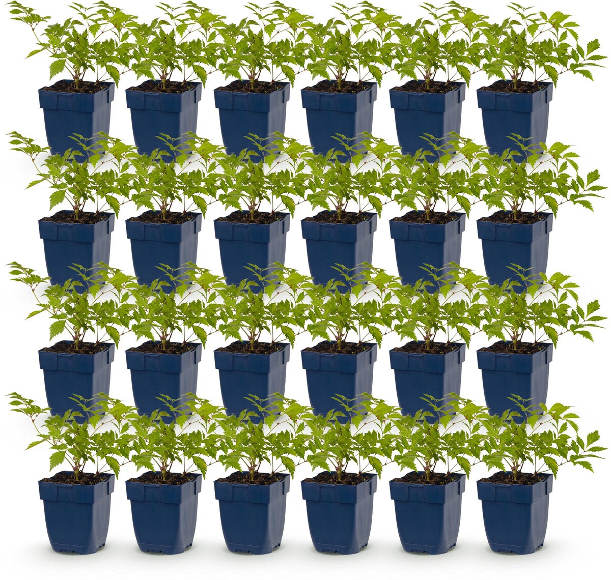 Plantenboetiek.nl | Astilbe (J) Deutschland - Pluimspirea - Schaduw - Wit - 24 Planten - Ø11cm - 15-25cm hoog - Tuinplant