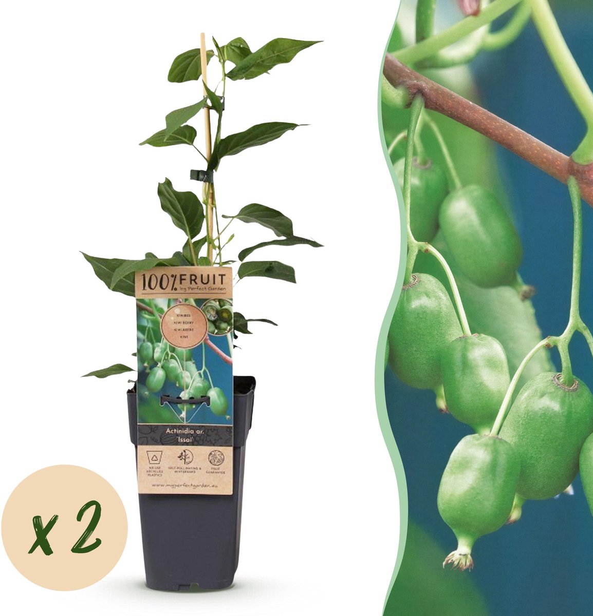 Plantenboetiek.nl | Acitinidia arguta Issai - Kiwiplant - Zelfbestuivend - Groene Vrucht - 2 Planten - Ø15cm - 40-50cm hoog - Tuinplant