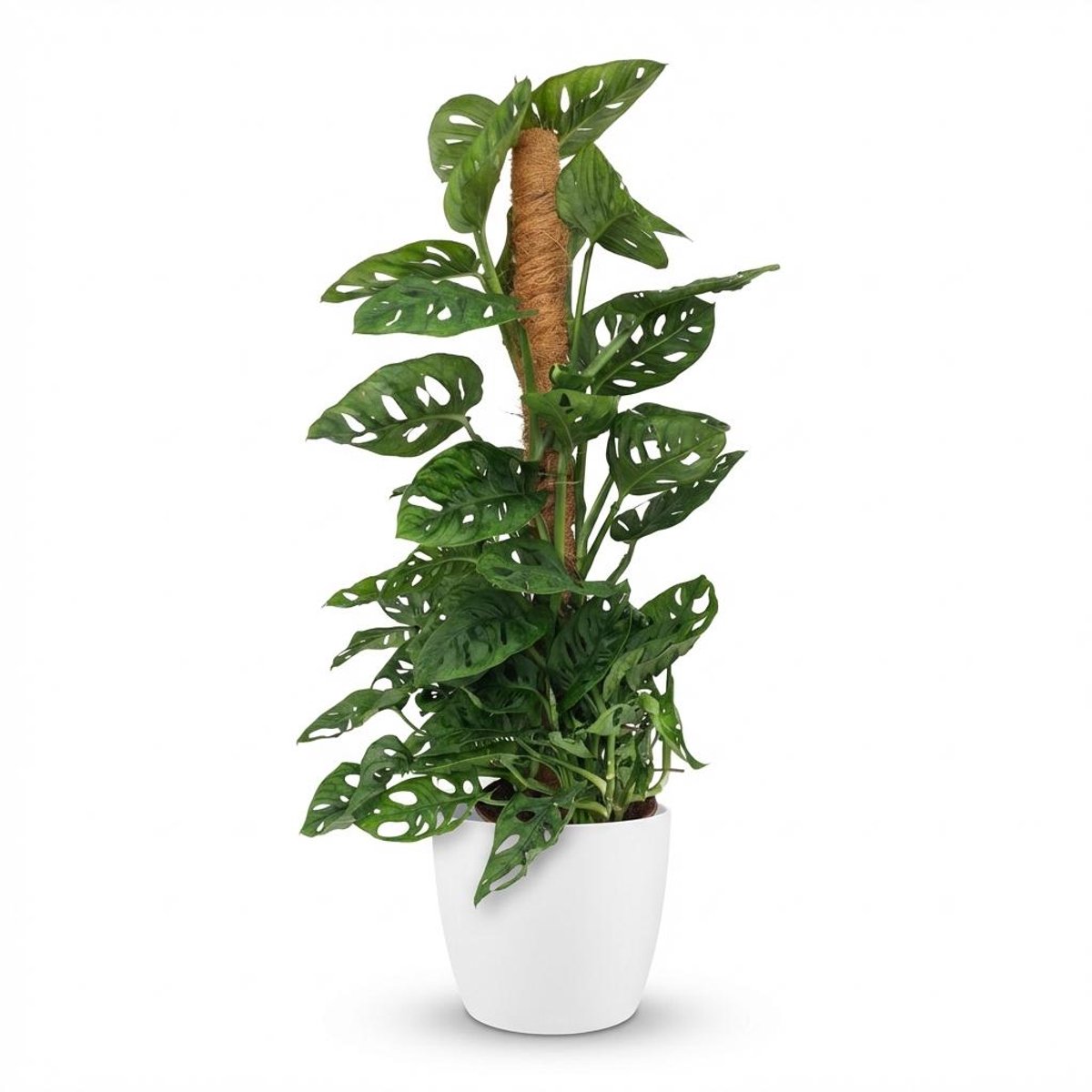 Plantenboetiek.nl | Monkey Mask - Monstera Andansonii Mosstok - Groen - Weinig onderhoud - met Potter Wit - Ø19cm - 80-90cm hoog - Kamerplant - Groenblijvend