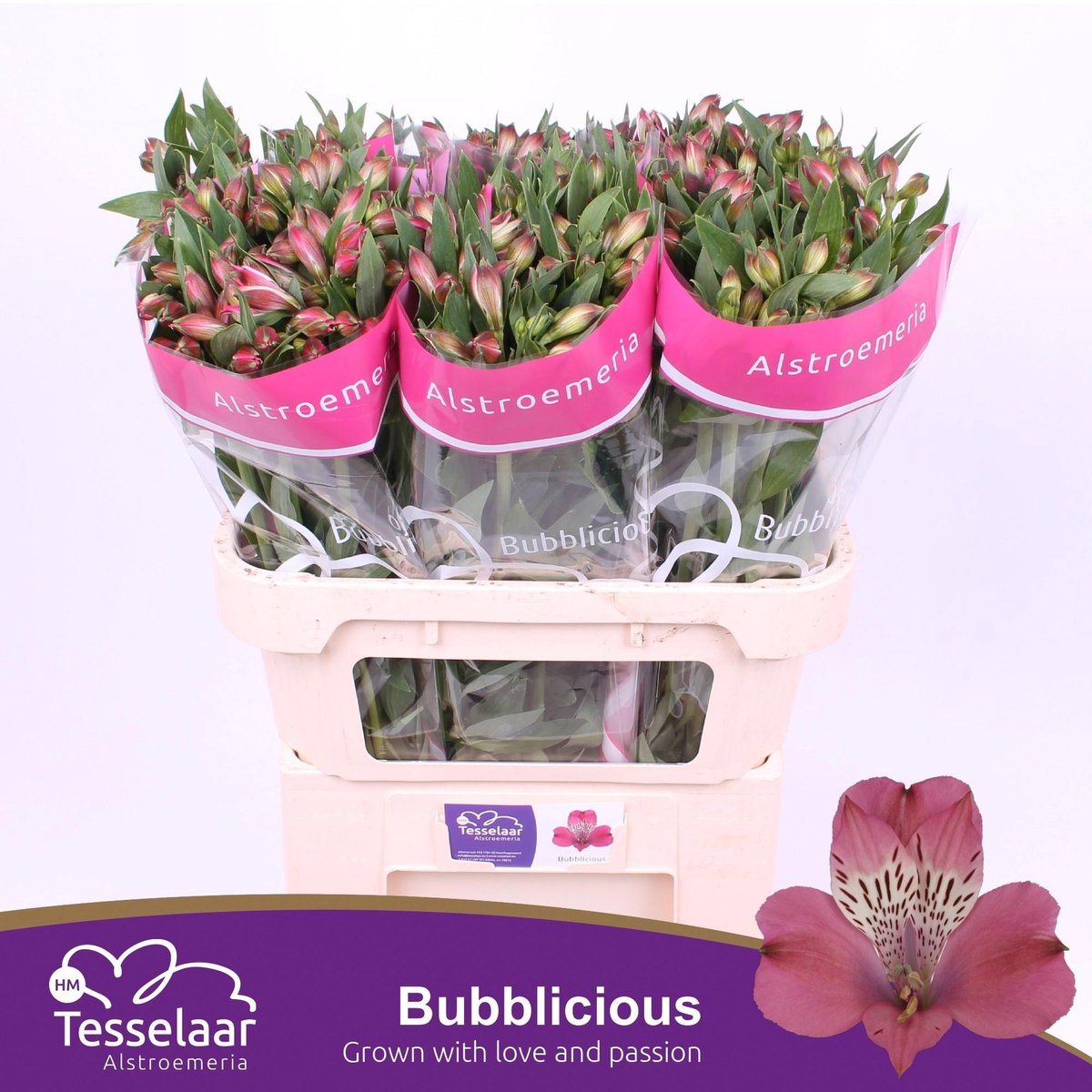 10x Alstroemeria bubblicious 70cm