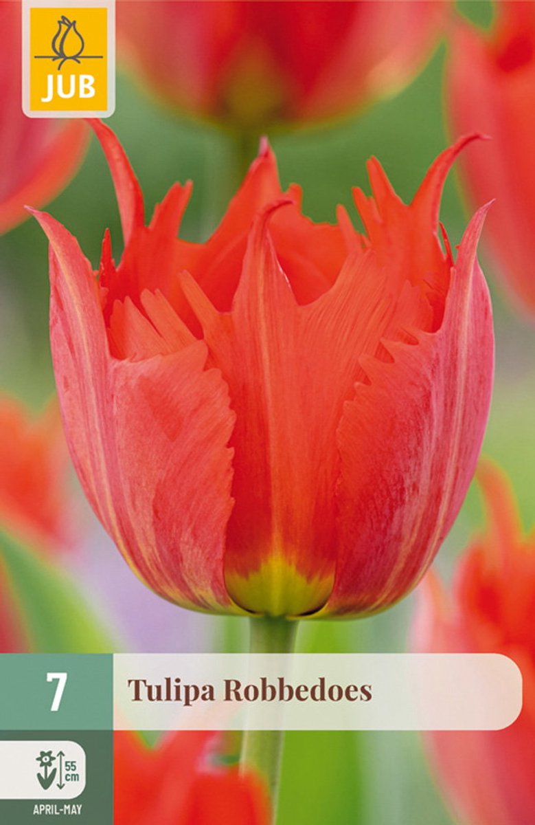 Tulipa Robbedoes bloembol JUB 7 stuks