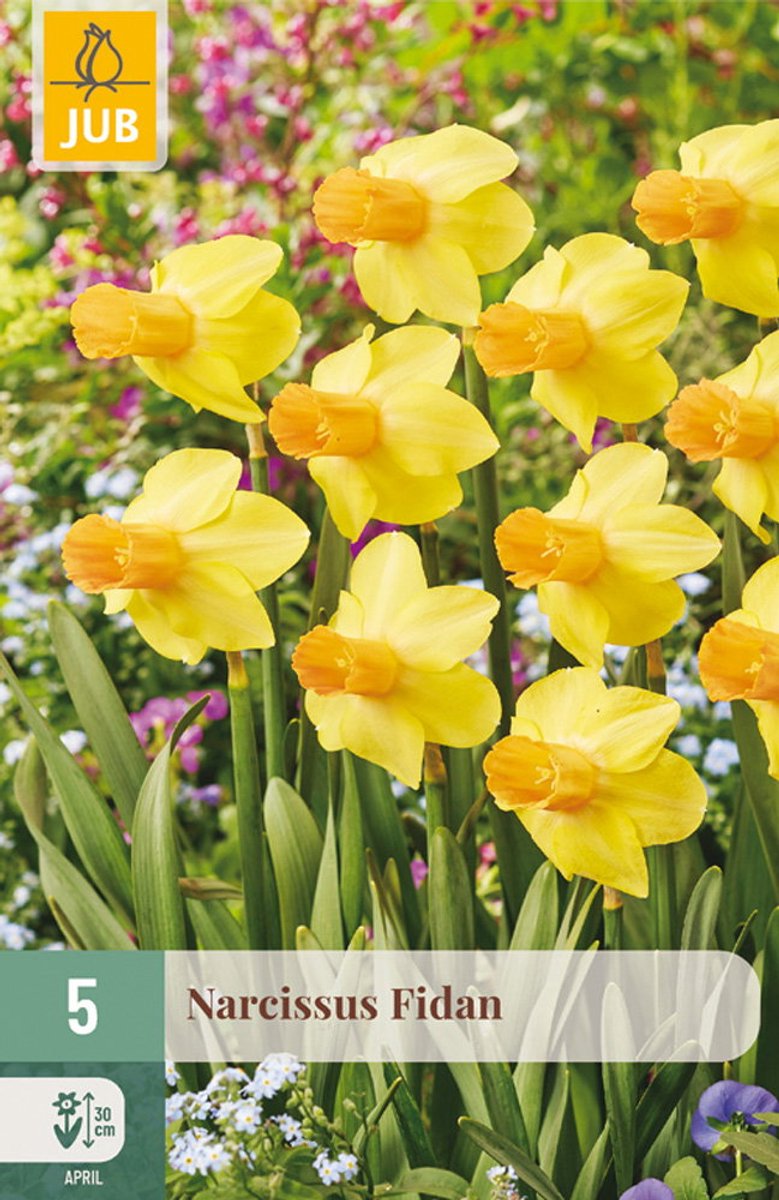 Narcissus Fidan bloembol JUB 5 stuks