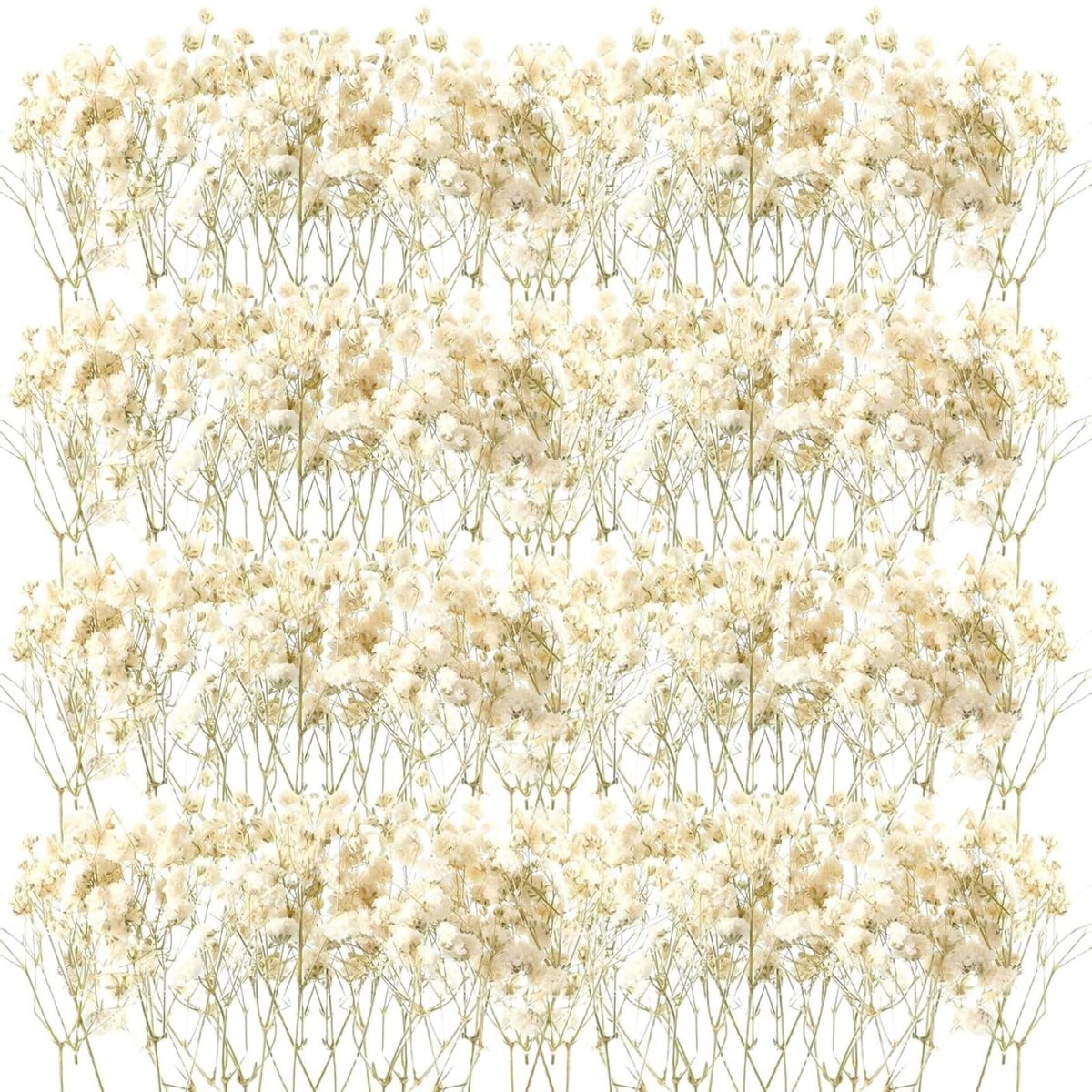 Dailygoods- Miniaturen 50 Stuks - Droogbloemen Witte Baby Sterrenbloemen - DIY Kaarsen - Resin Sieraden - Nagelkunst - Ambachten - Gedroogde Bloemen