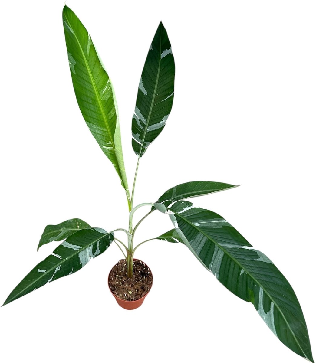 JUNAVERA Musa Florida Variegata bananenplant | 17 cm pot | leveringhoogte 40 cm | bont blad | terrarium- en kamerplant | ook geschikt als kuipplant